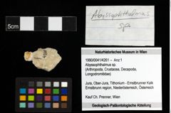 Foto (Objekt + Etiketten) von Abyssophthalmus sp. 